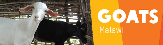 Goats Malawi